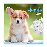 Trötsch Broschürenkalender Hunde 2023: Wandplaner