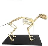 Hundeskelett Anatomisches Modell Hundehunde- Skelett Biologie Anatomie Medizinische Lehre Modell, Veterinary Teaching Demonstration Werkzeug 64X20X26CM