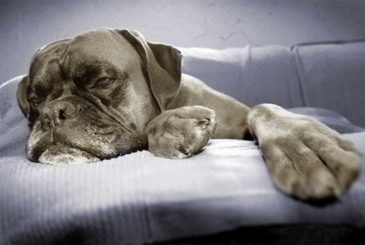 Boxer Hund liegt faul im Bett.