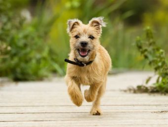 Cairn Terrier läuft Kamera entgegen.