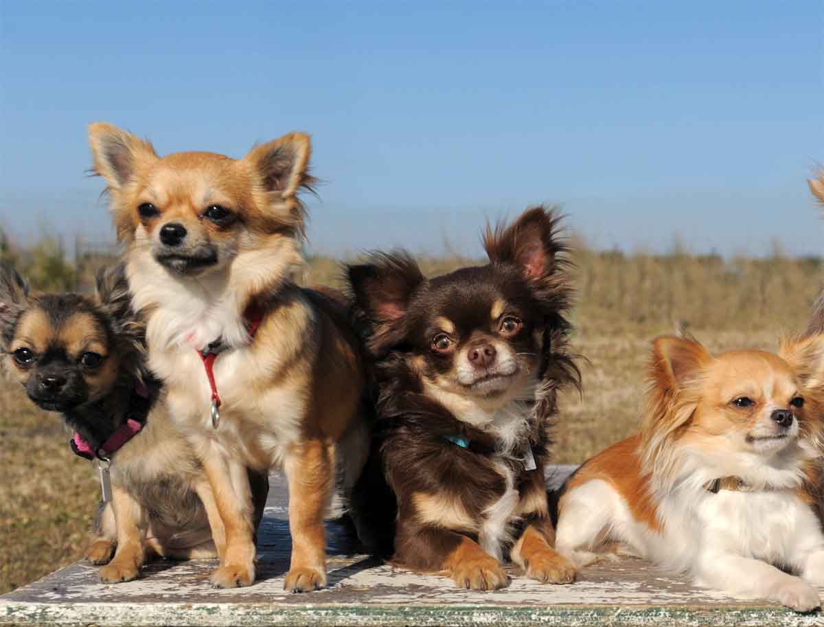 Eine Gruppe Chihuahuas, die kleinste Hunderasse der Welt.