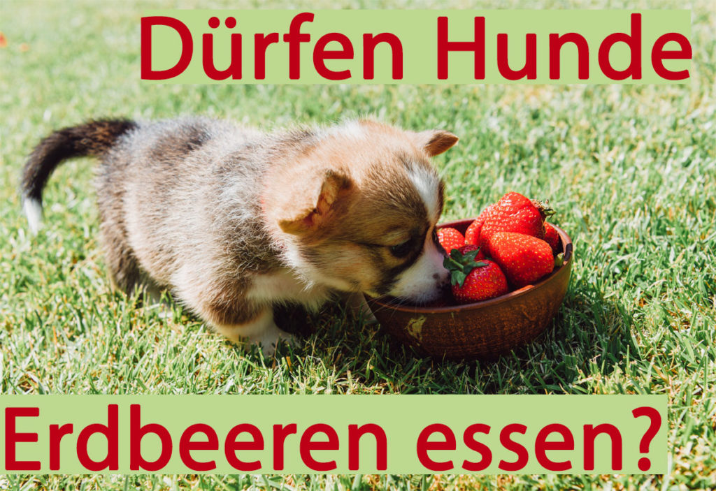 Hunde Erdbeeren - Für beide Enden der