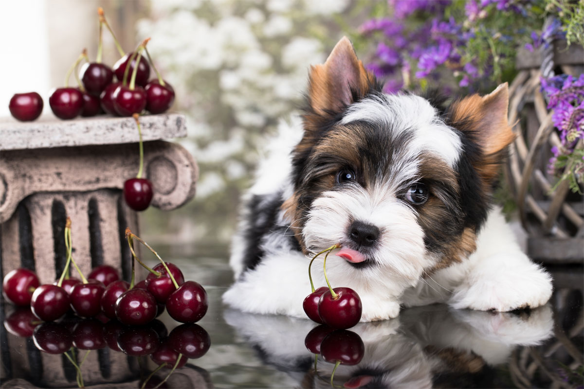 Dürfen Hunde Kirschen essen?