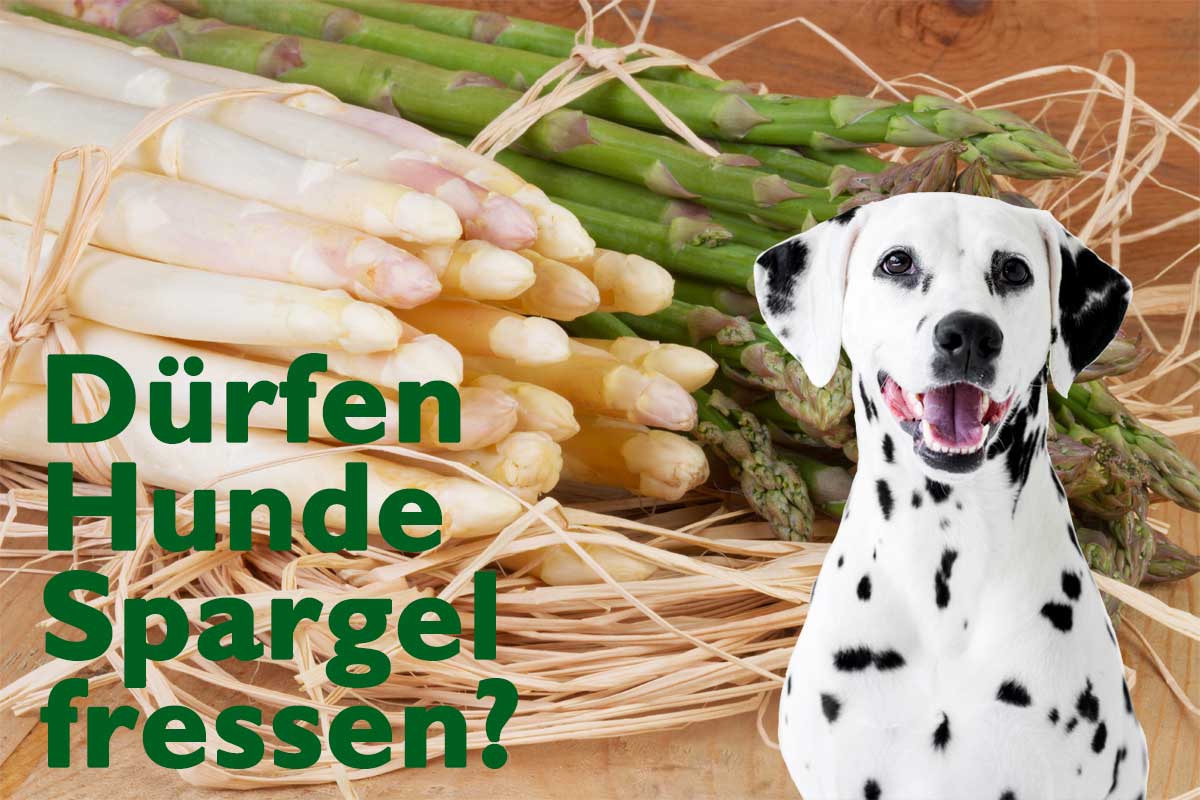 Weißer und grüner Spargel beschriftet mit: Dürfen Hunde Spargel essen? Zu sehen ist zudem ein Dalmatiner Hund.