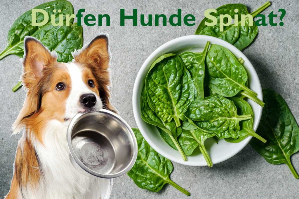 Hund mit Fressnapf und Spinat. Text: Dürfen Hunde Spinat?