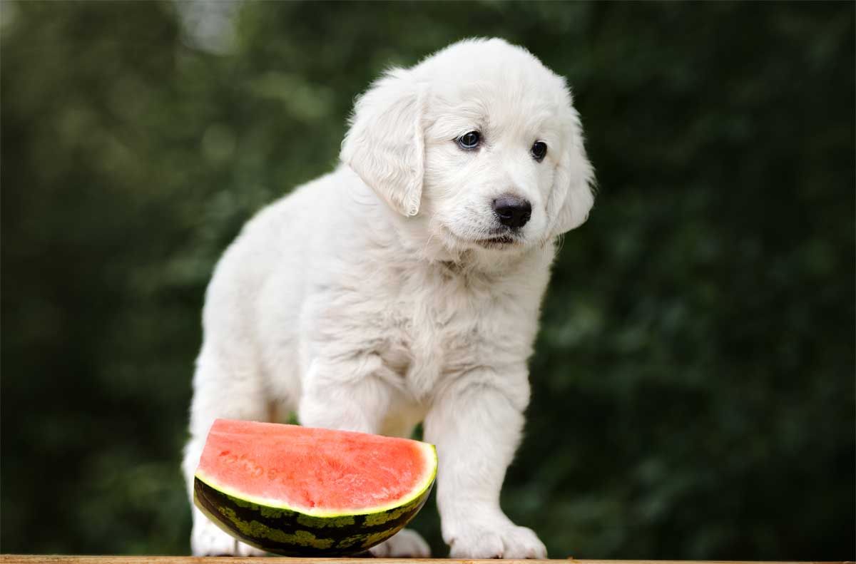 Golden Retriever Welpe mit einem Stück Wassermelone. Dürfen Hunde das?