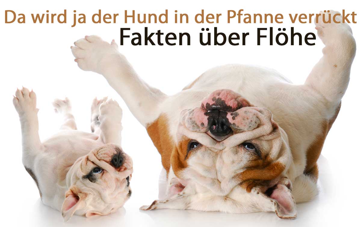 Zwei Hunde liegen auf dem Rücken auf dem Boden. Beschriftet mit Fakten über Flöhe.