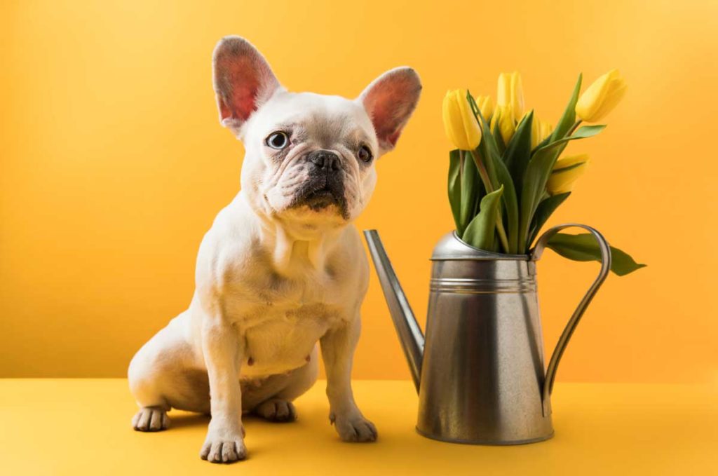 Französische Bulldogge neben Tulpen. Pflanzen können auch giftig für Hunde sein.