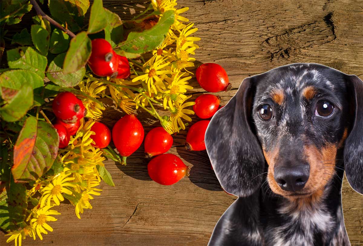 Hagebuttenpulver für Hunde – Sieben echte Vorteile