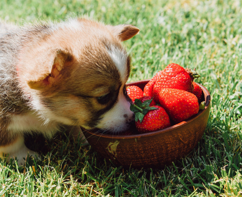 Welpe frisst Erdbeeren auf einer Wiese. Das ist sogar gesund.