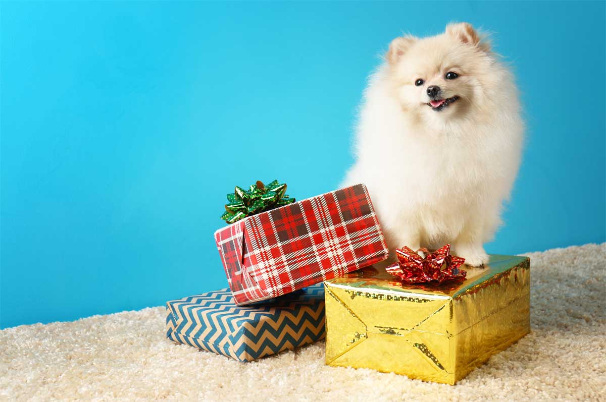 Hund mit mehreren Geschenken. Pommerscher Spitzhund.