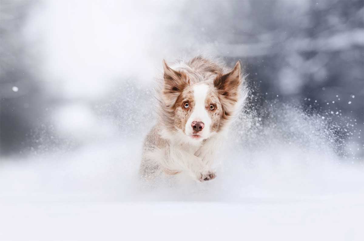 Hund läuft im Winter durch den Schnee.