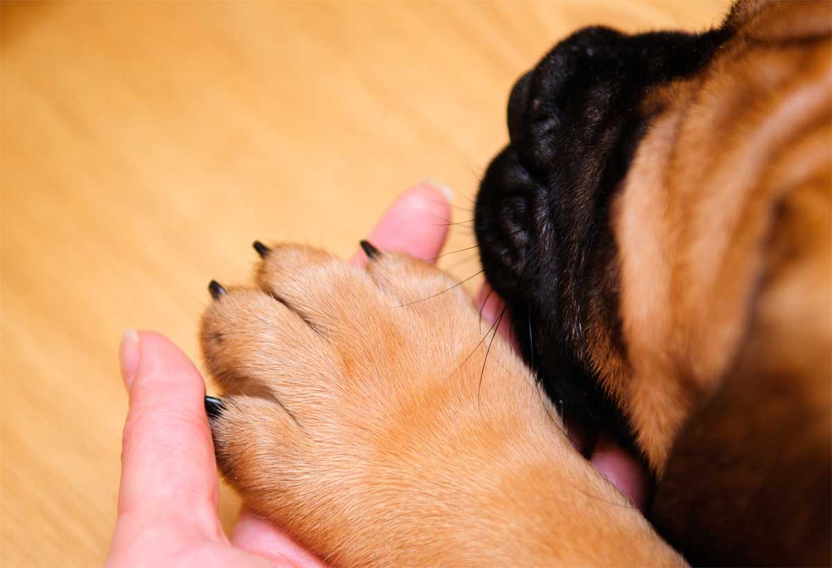 Hundepfote in Menschenhand. Vertrauen.