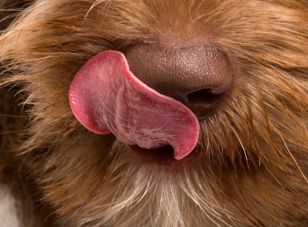 Hund schleckt sich mit der Zunge über die Nase. Hundenase. Kleiner Hund schleckt sich mit seiner Zunge über die Nase und hält diese so feucht.