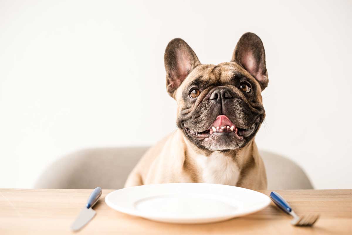 Mops sitzt vor leerem Teller. Nulldiät ist nichts für Hunde.