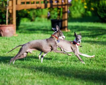 Zwei Hunde der rasse Italienisches Windspiel.