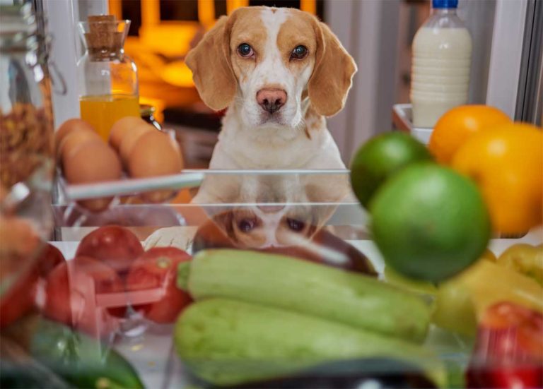 Übergewicht beim Hund - So klappt die Diät - Heyhund Für beide Enden der Leine