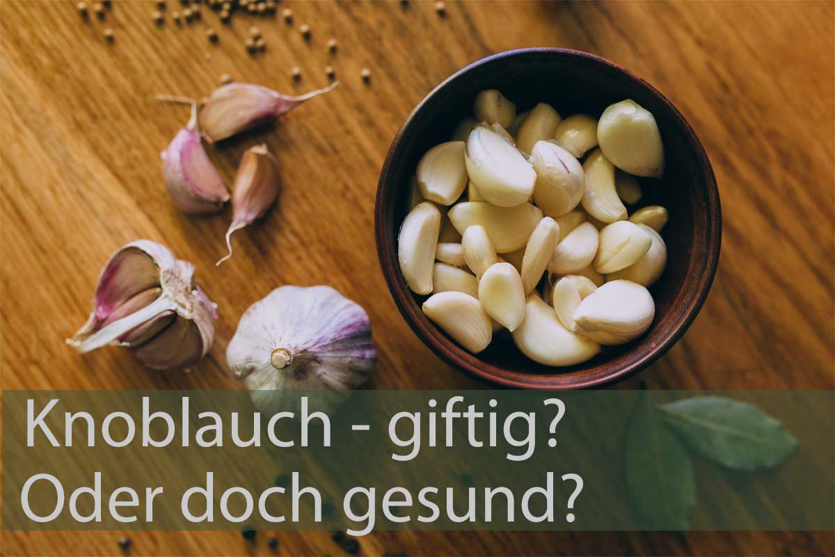 Knoblauch beschriftet mit Ist Knoblauch giftig, oder doch gesund für Hunde?