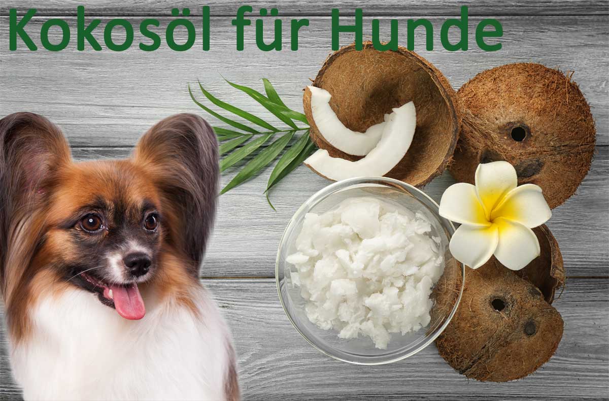 Kokosöl für Hunde