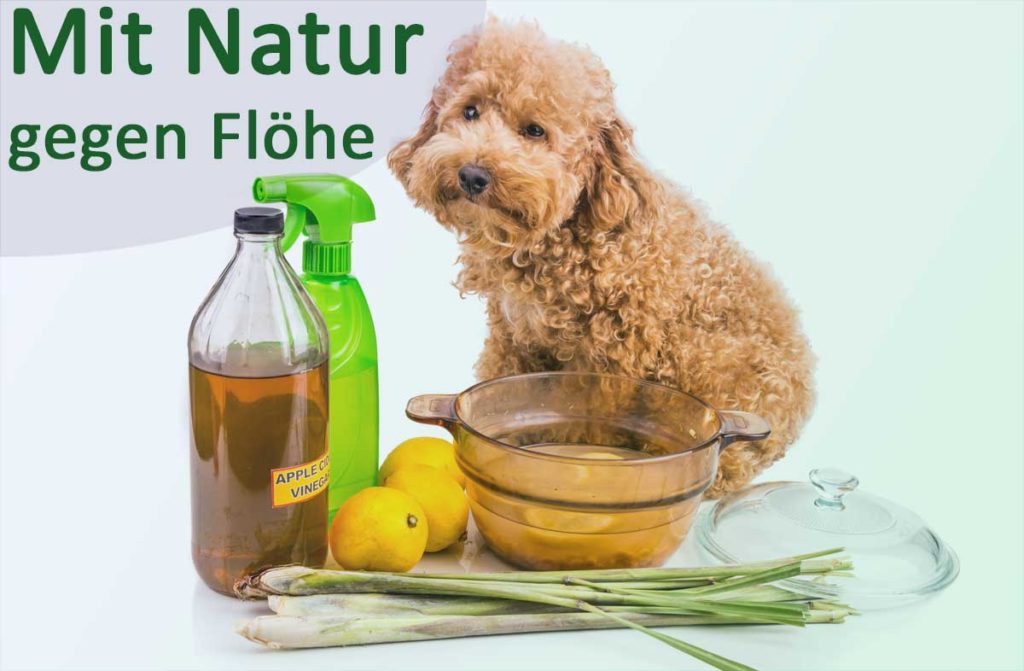 Flöhe erfolgreich entfernen drei natürliche Möglichkeiten um Flöhe beim Hund loszuwerden
