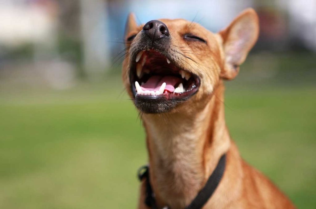 Nach dem Zahnwechsel beim Hund - perfekt weißes Gebiss sollte erhalten werden. 