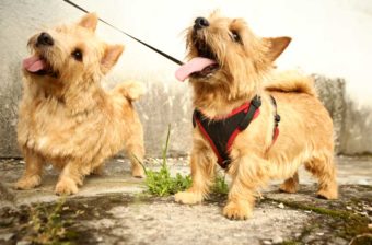 Norwich Terrier.