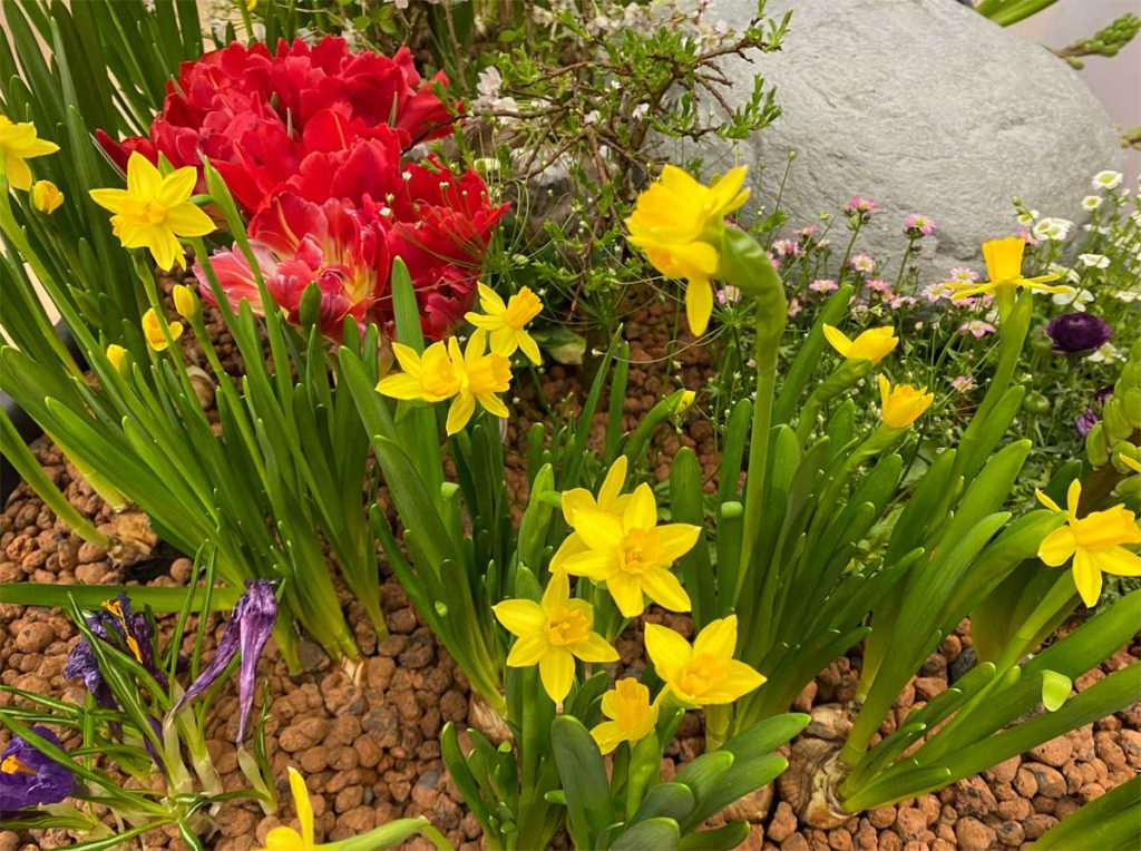 Oster Blumen und Osterdekoration. Vorsicht bei Welpen und kleinen Hunden.