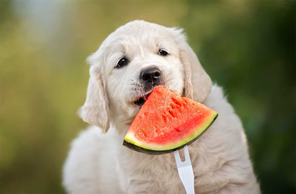 Wassermeloneneis für Hunde Rezept.