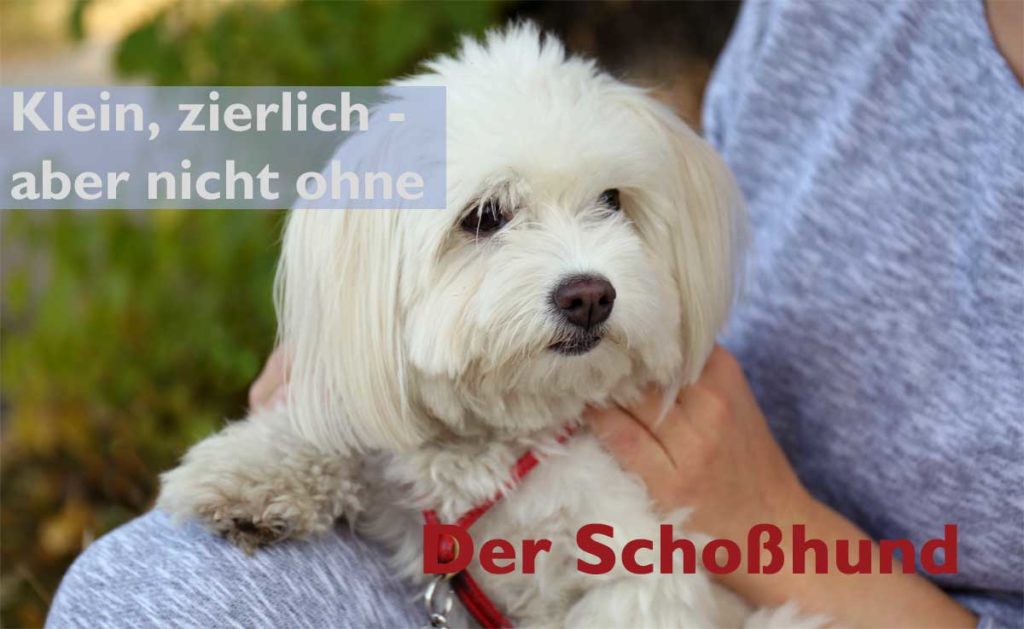 Schoßhund - klein, zierlich und sehr beliebt.