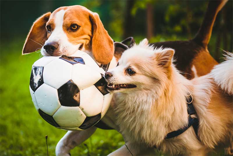 Zwei Hunde spielen gemeinsam mit einem Fußball.