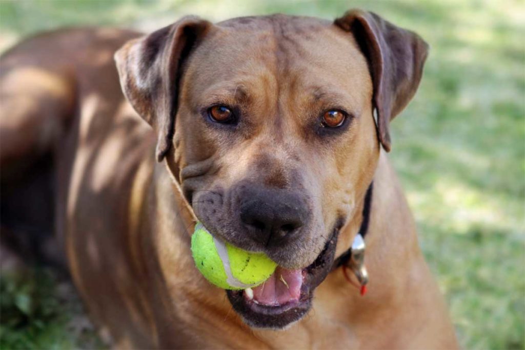 Hund kaut auf einem Tennisball.