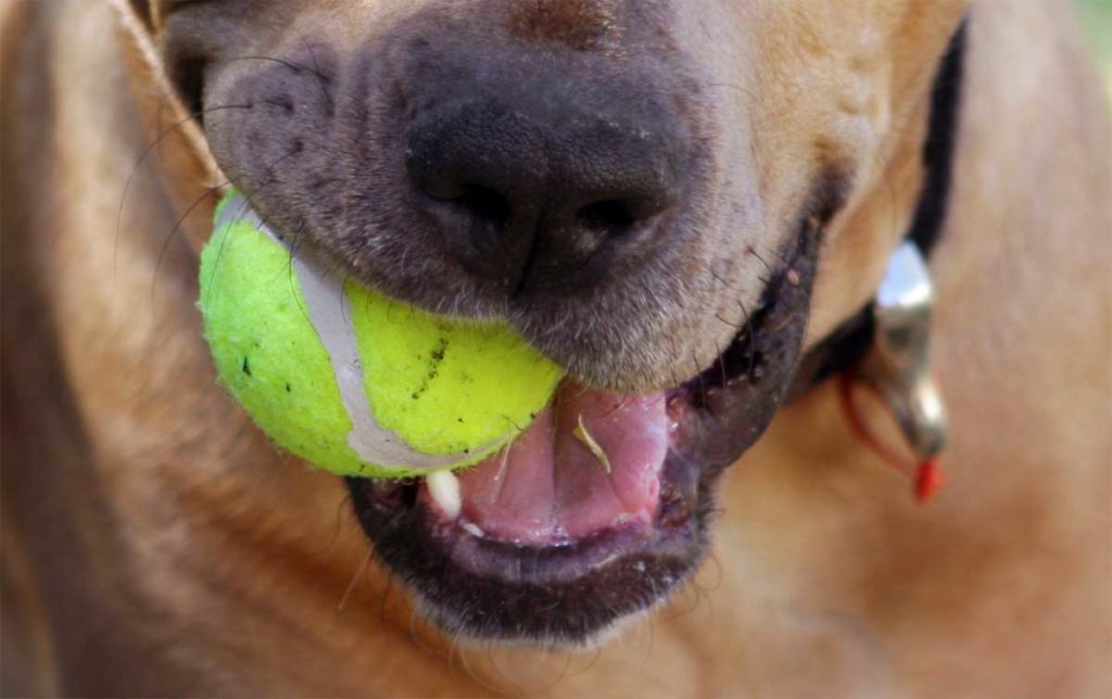 Hund und Tennisball. Tennisbälle sind für Hunde gefährlich. Sie können sogar zur tödlichen Gefahr für deinen Vierbeiner werden.