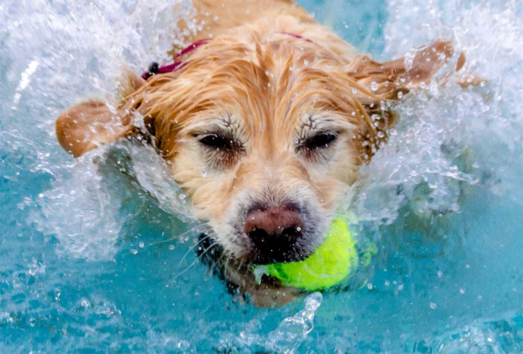 Hund schwimmt mit Tennisball im Mund. Tennisbälle schwimmen zwar gut, sind aber ungesund für die Hundezähne!.