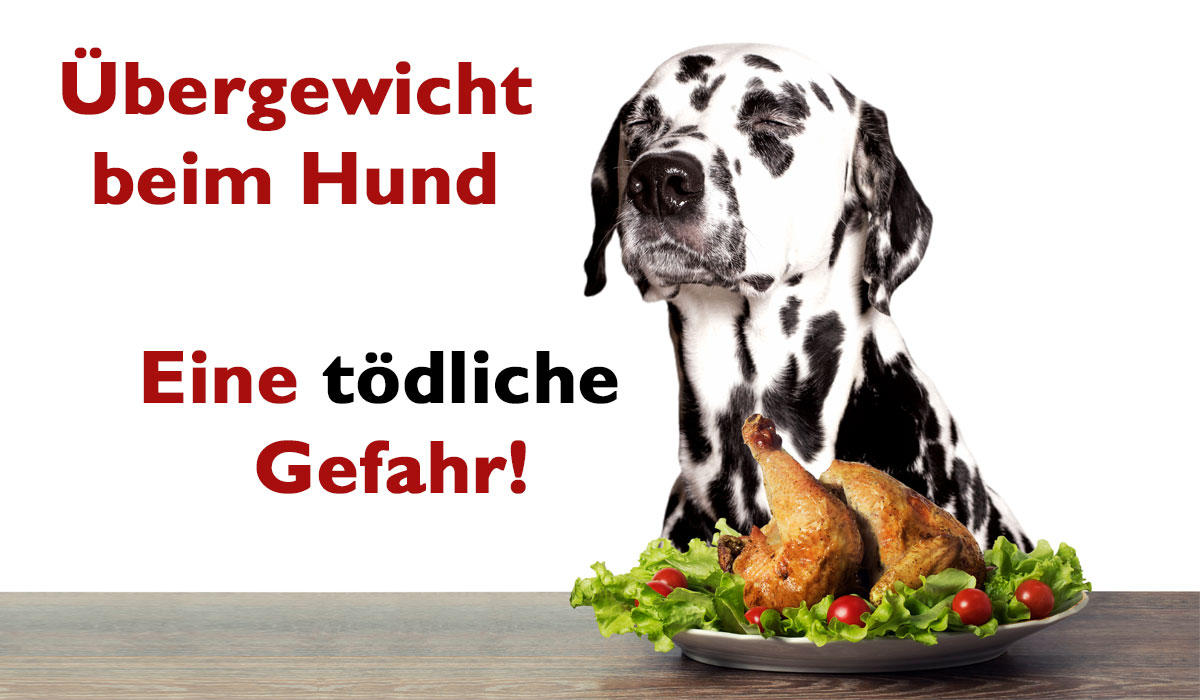 Artikelbild mit einem Dalmatiner. Beschriftet: Übergewicht beim Hund. Eine tödliche Gefahr.