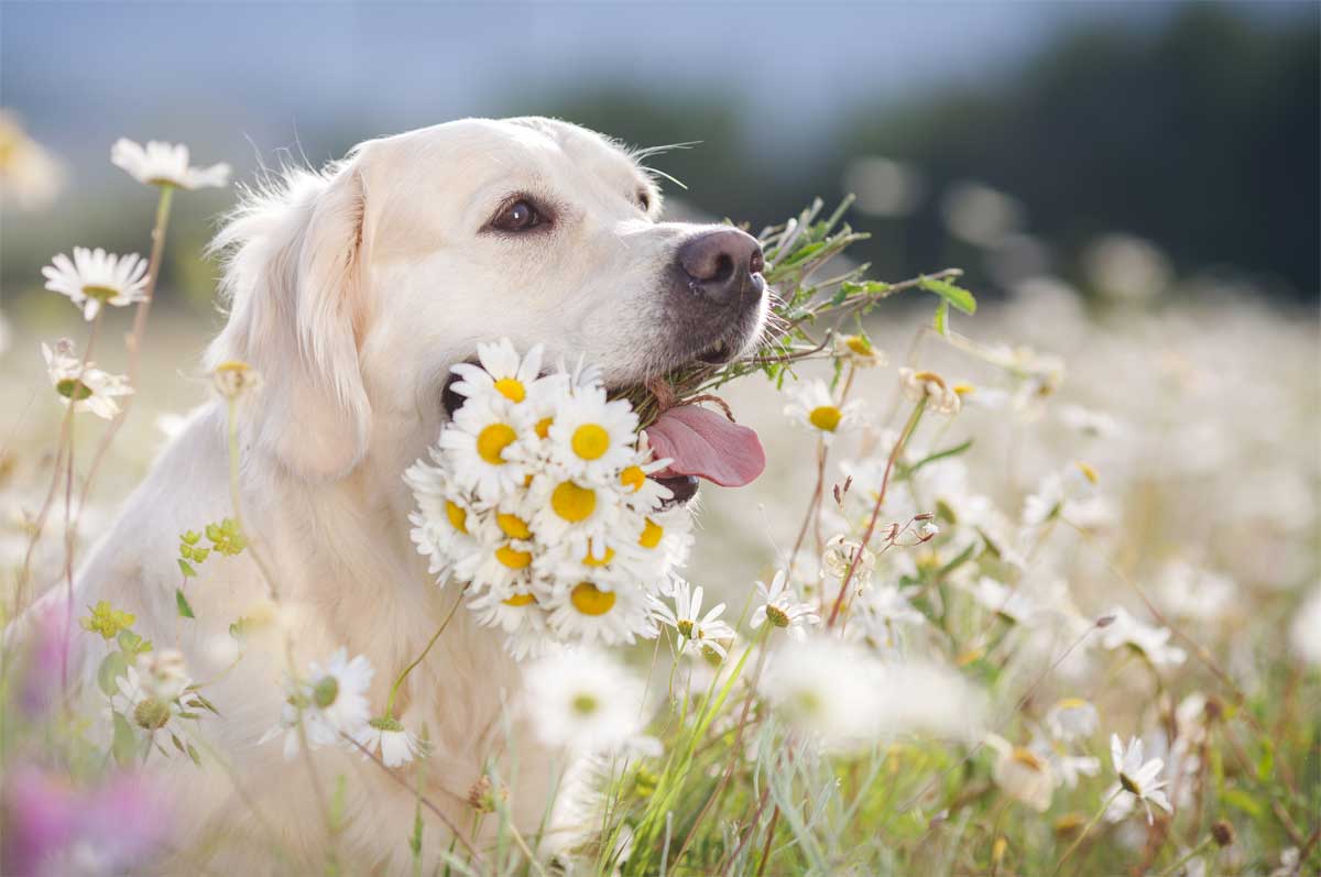 Giftige Pflanzen für Hunde mit Liste Heyhund Für beide Enden der Leine