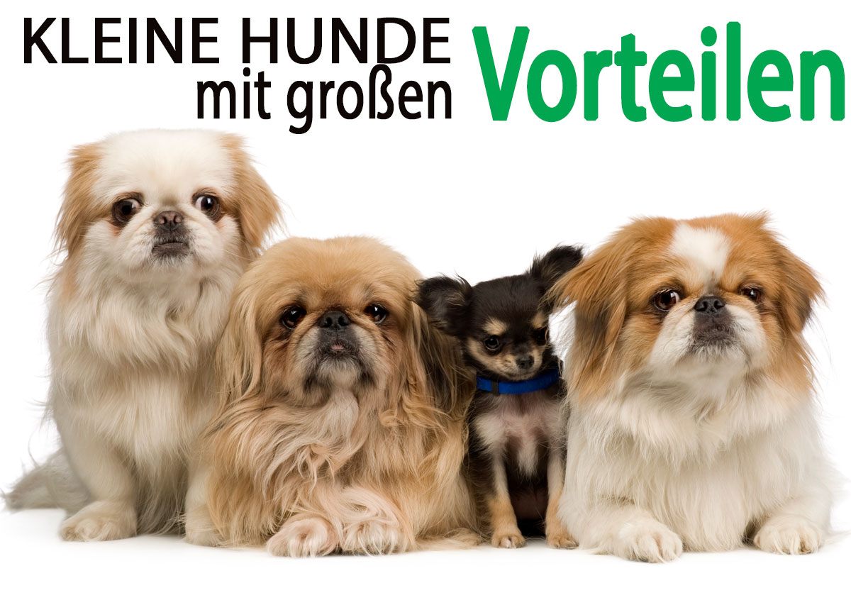 Vier kleine Hunde