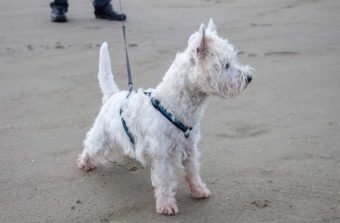 West Highland White Terrier Hund an der Leine.