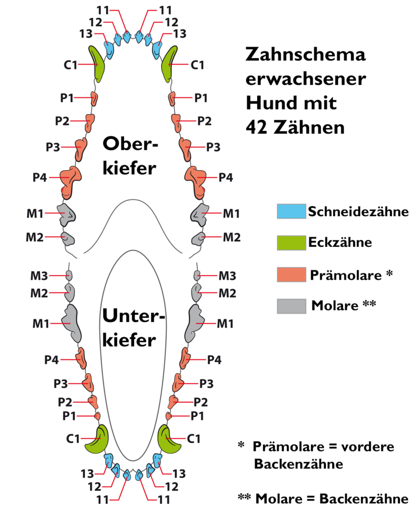 Zahnschema - erwachsener Hund mit 42 Zähnen. Deutlicher Unterschied zum Milchgebiss. 