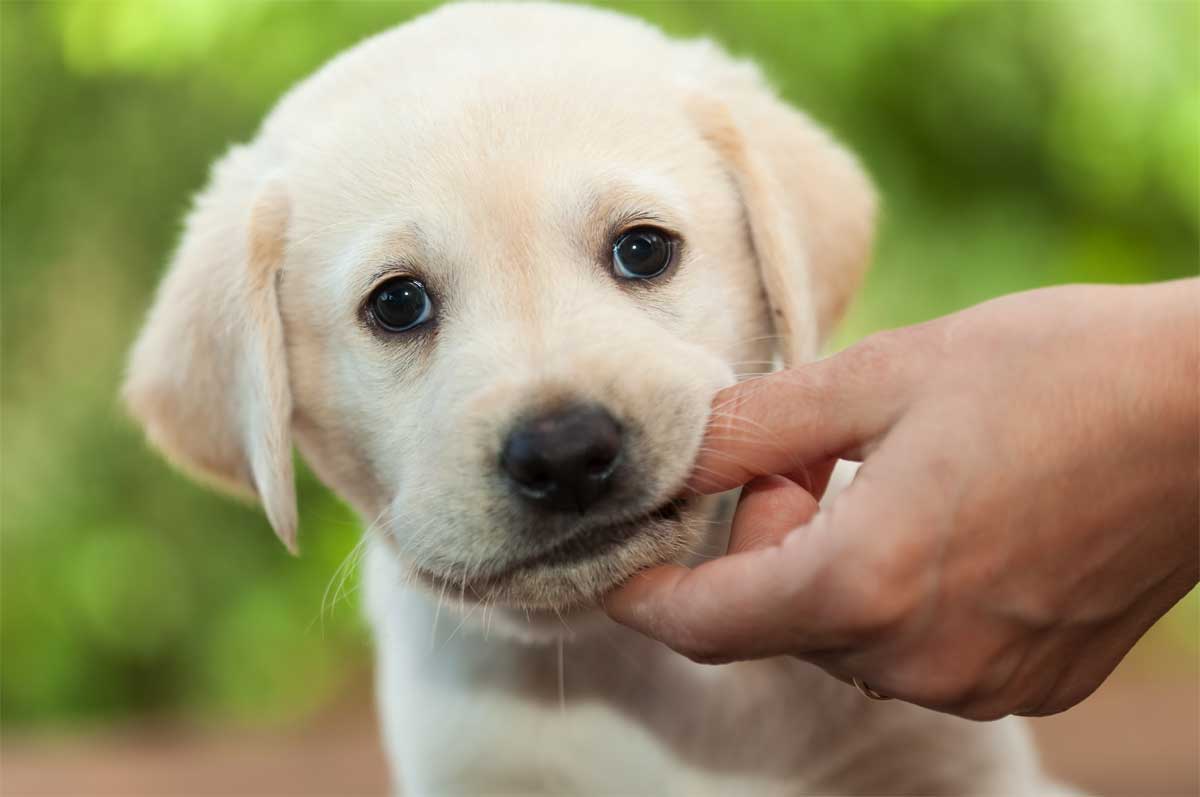 Zahnwechsel beim Hund