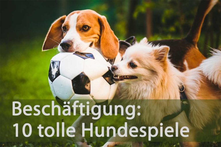 Zehn Hundespiele – Spielen mit dem Hund - Artgerechte Beschäftigung.